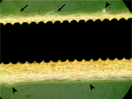 Fig 4.