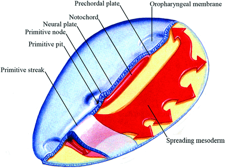 Fig 4.