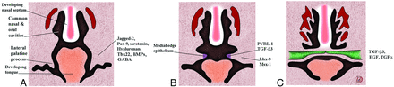 Fig 7.